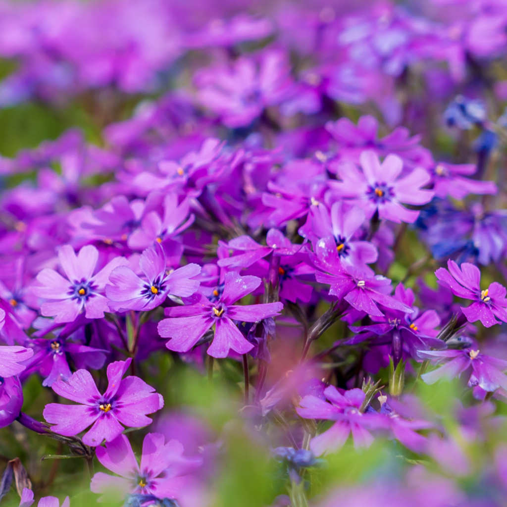 Teppich-Phlox - Purple Beauty