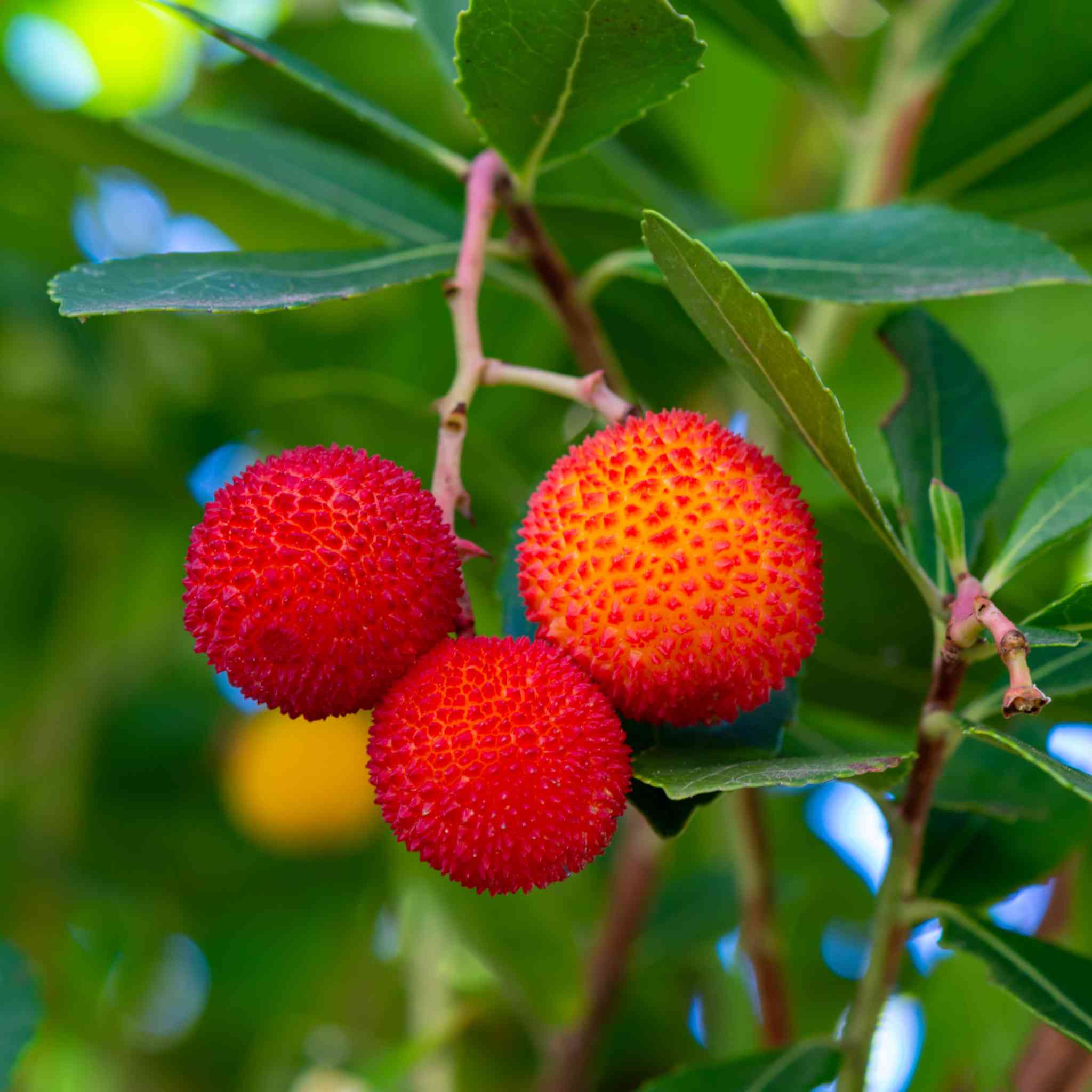 Rotblühender Erdbeerbaum - Rubra