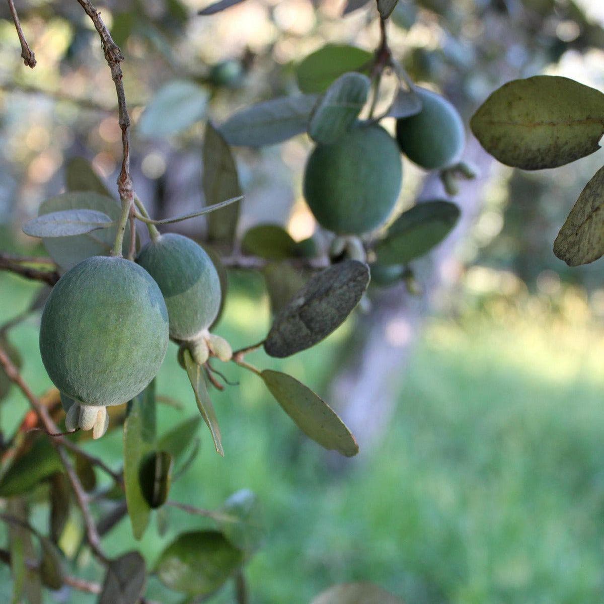 ackerbaum Ananas-Guave / Feijoa Strauch - Apollo kaufen