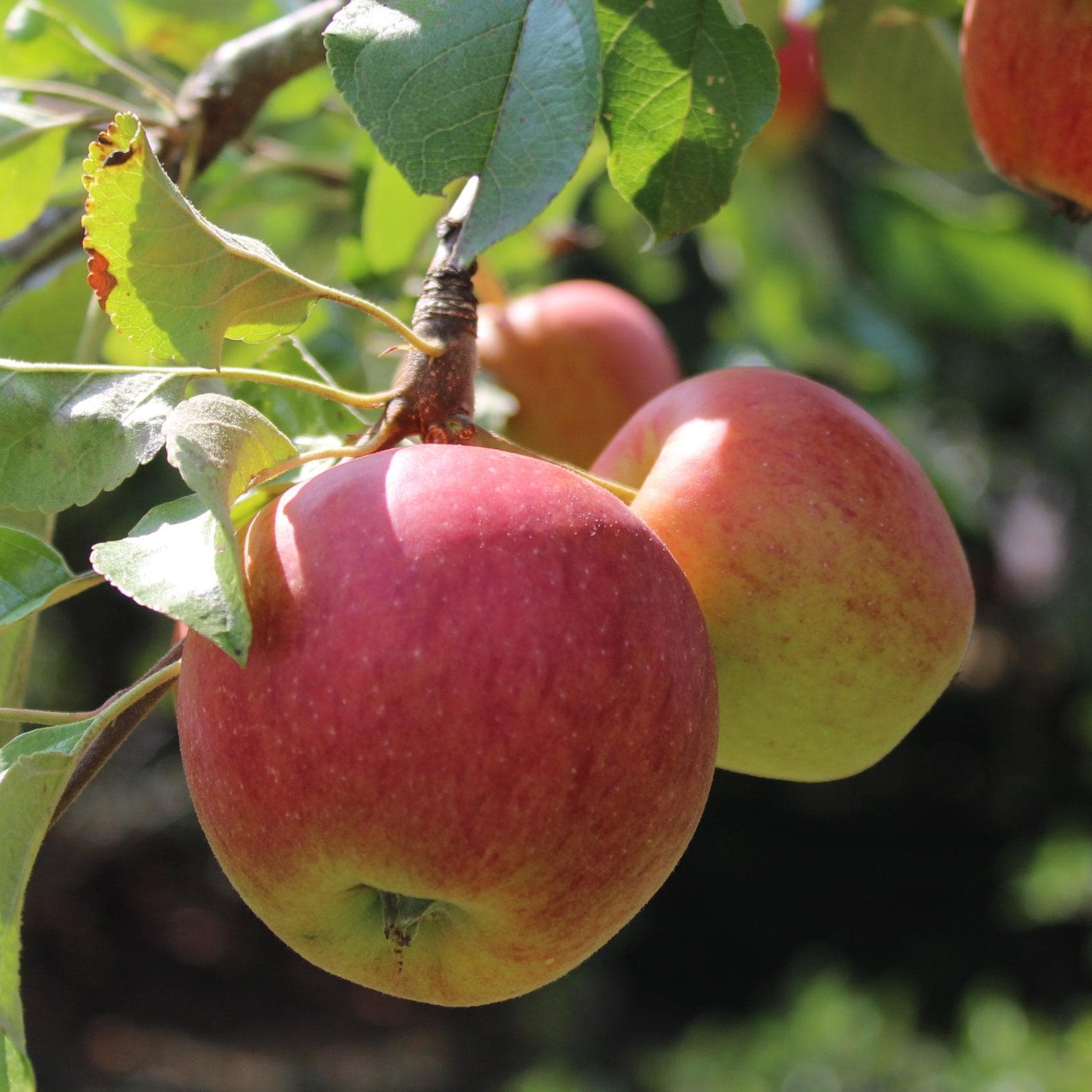 Apfelbaum - Pinova | Obstbäume & Gemüsepflanzen