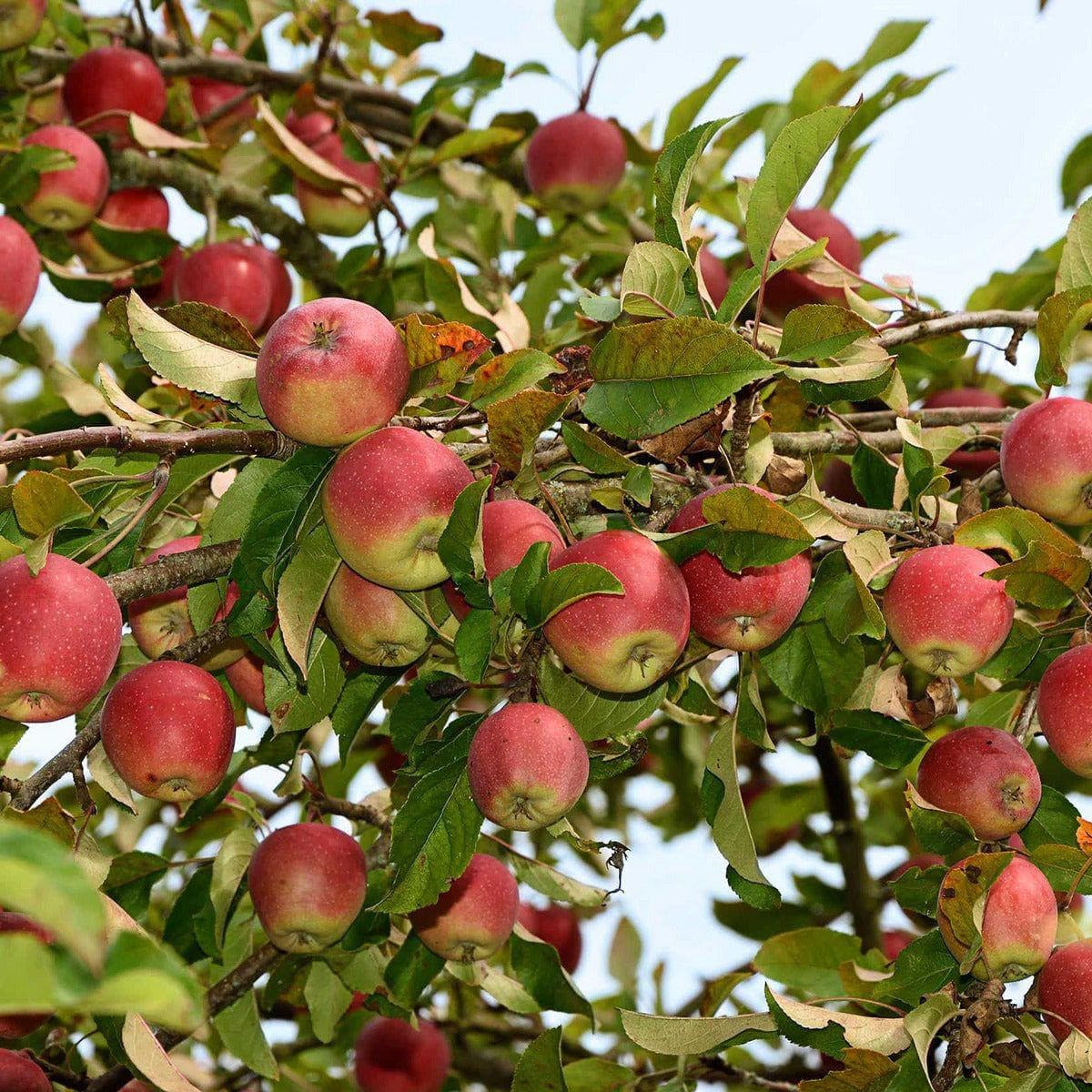 Apfelbaum - Roter Boskoop