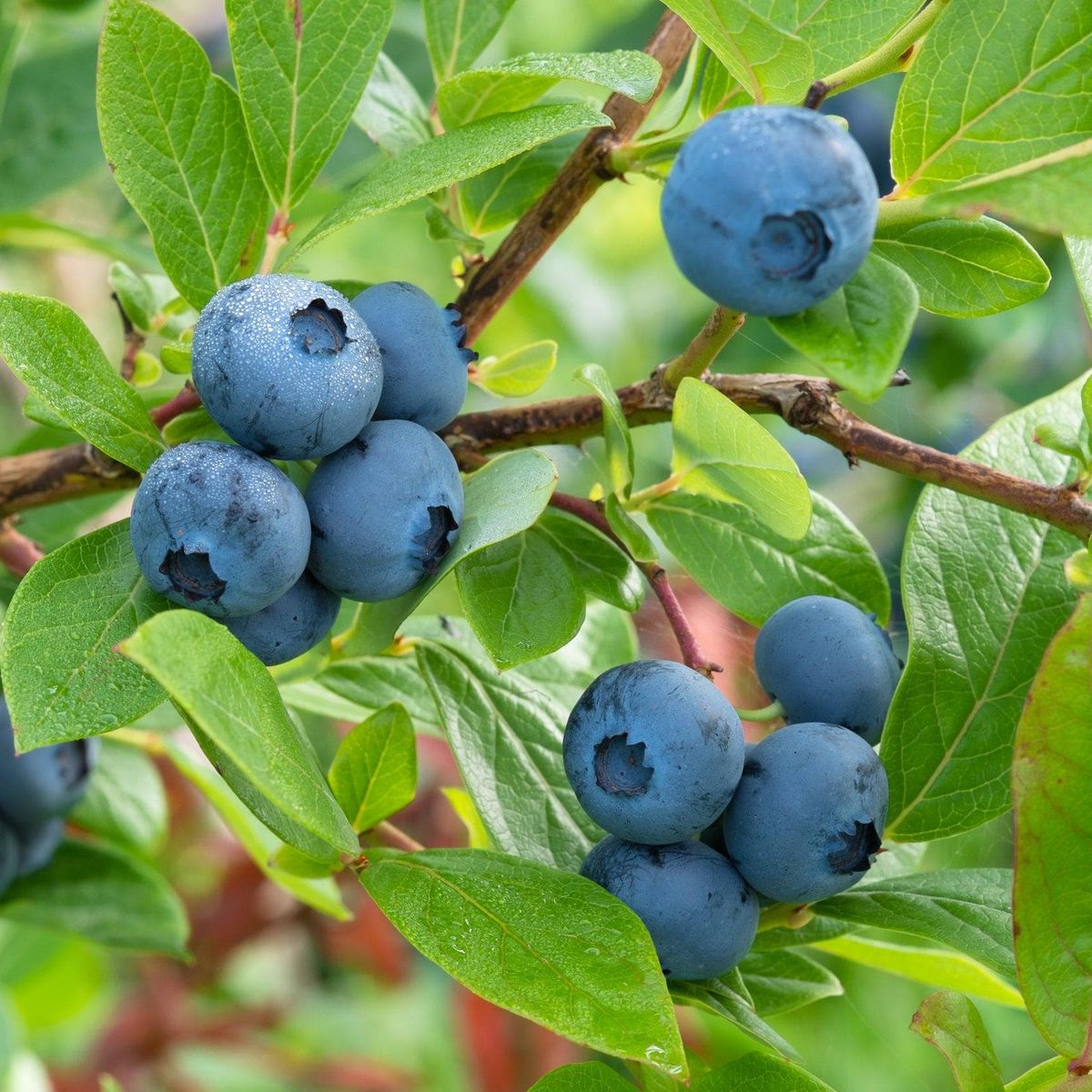 ackerbaum Blaubeerstrauch - Early Blue kaufen