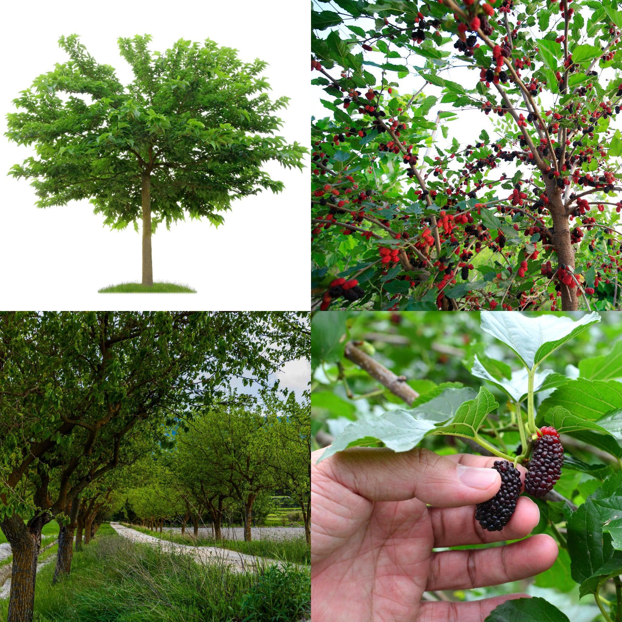 ackerbaum Das Winterharte Maulbeere Bundle - Mediterraner Genuss aus Deinem eigenen Garten kaufen