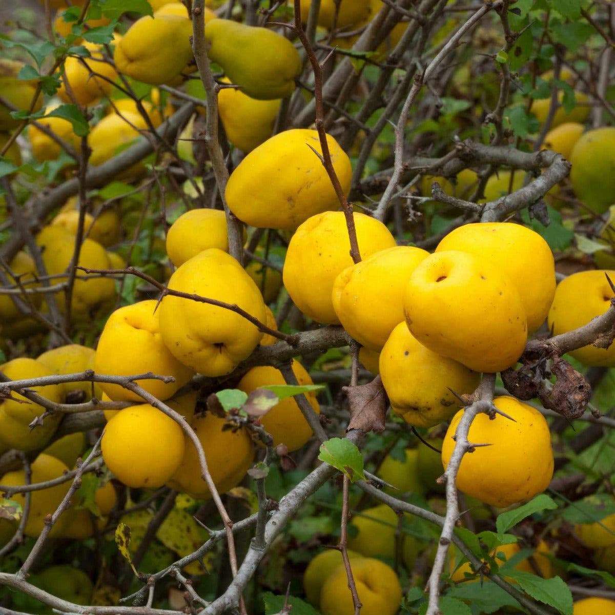 ackerbaum Japanische Zierquitte / Nordische Zitrone - Sargentii kaufen