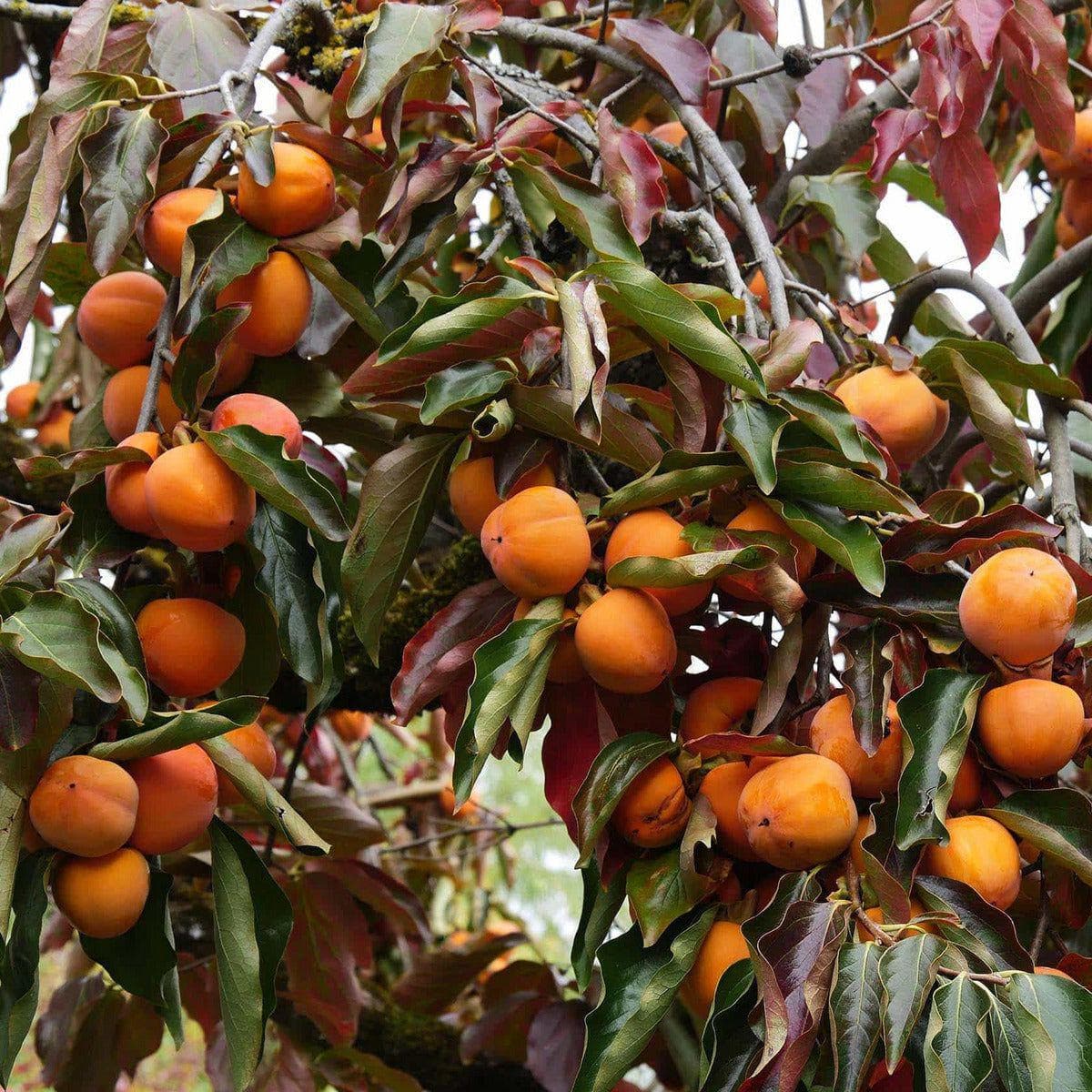ackerbaum Kakibaum - Hachiya kaufen