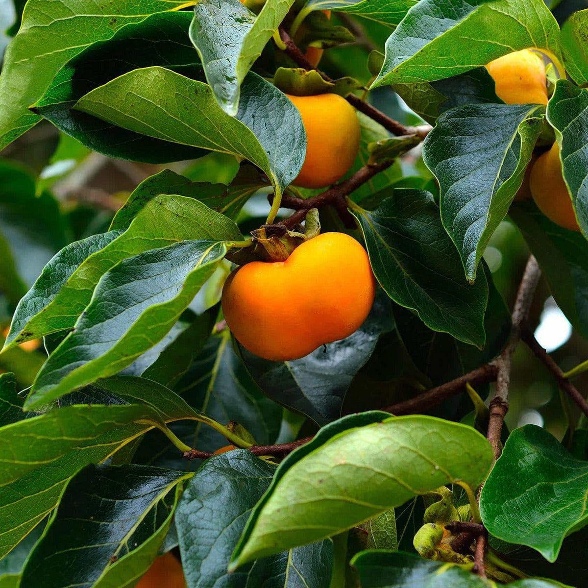 ackerbaum Kakibaum - Jiro kaufen