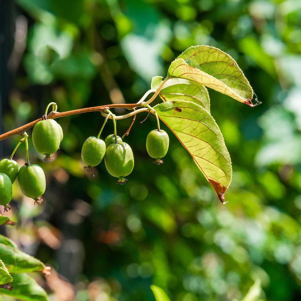 ackerbaum Kiwibeerenpflanze - Issai kaufen