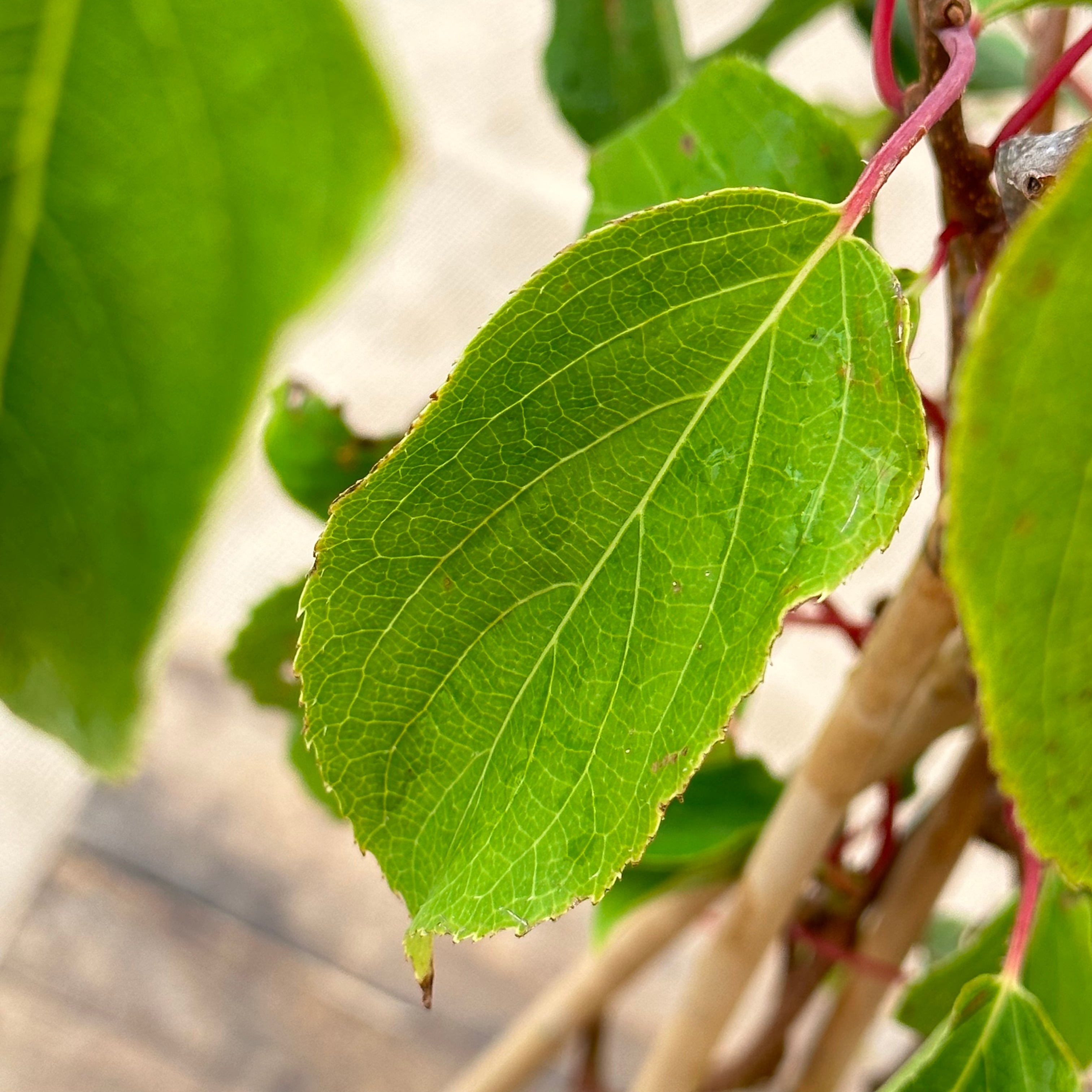 ackerbaum Kiwibeerenpflanze - Issai kaufen