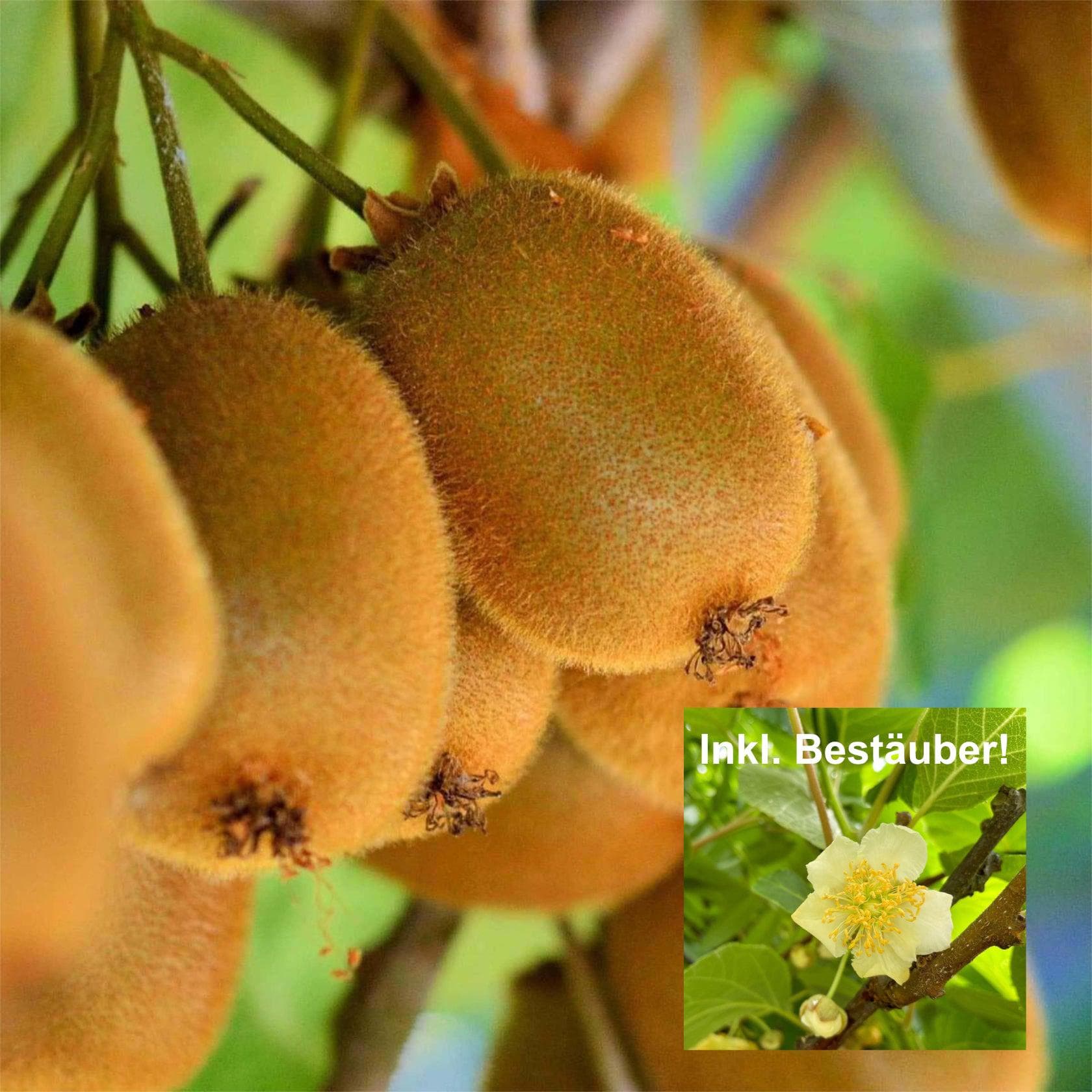 Kiwipflanze - Hayward & Atlas Bestäuberset