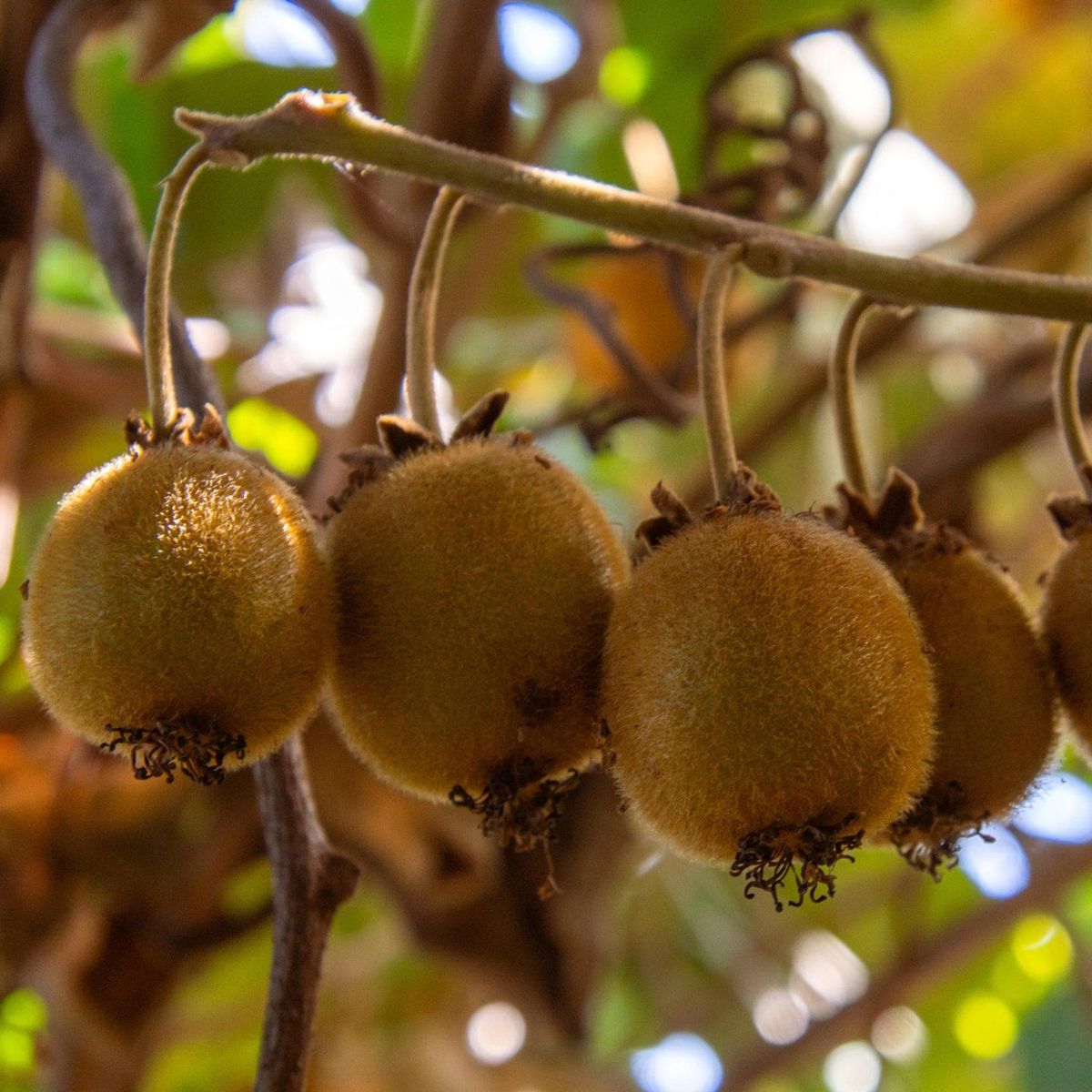 ackerbaum Kiwipflanze - Minkigold kaufen