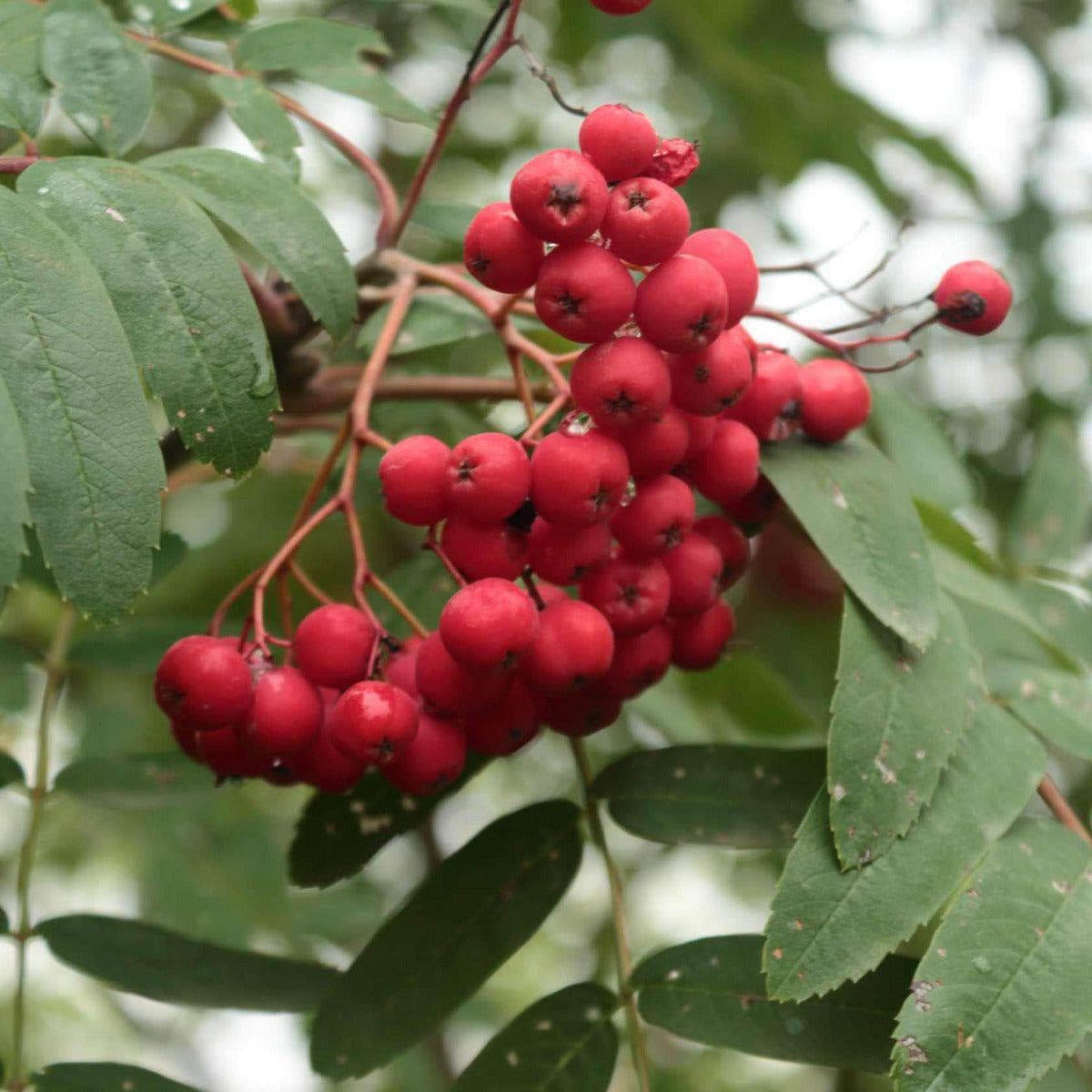 Rubinovaja Kreuzung kaufen - und Mehlbeere-Birnbaum pflanzen