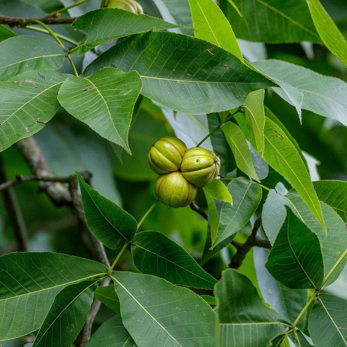 ackerbaum Schuppenrinden-Hickory - Grainger kaufen