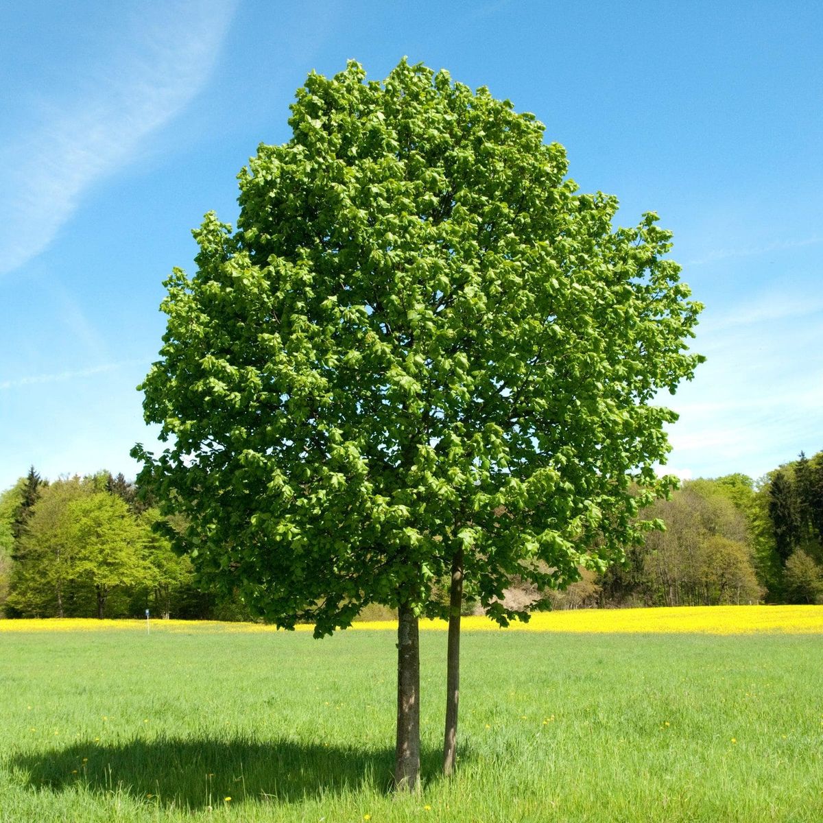 ackerbaum Sommer-Linde kaufen
