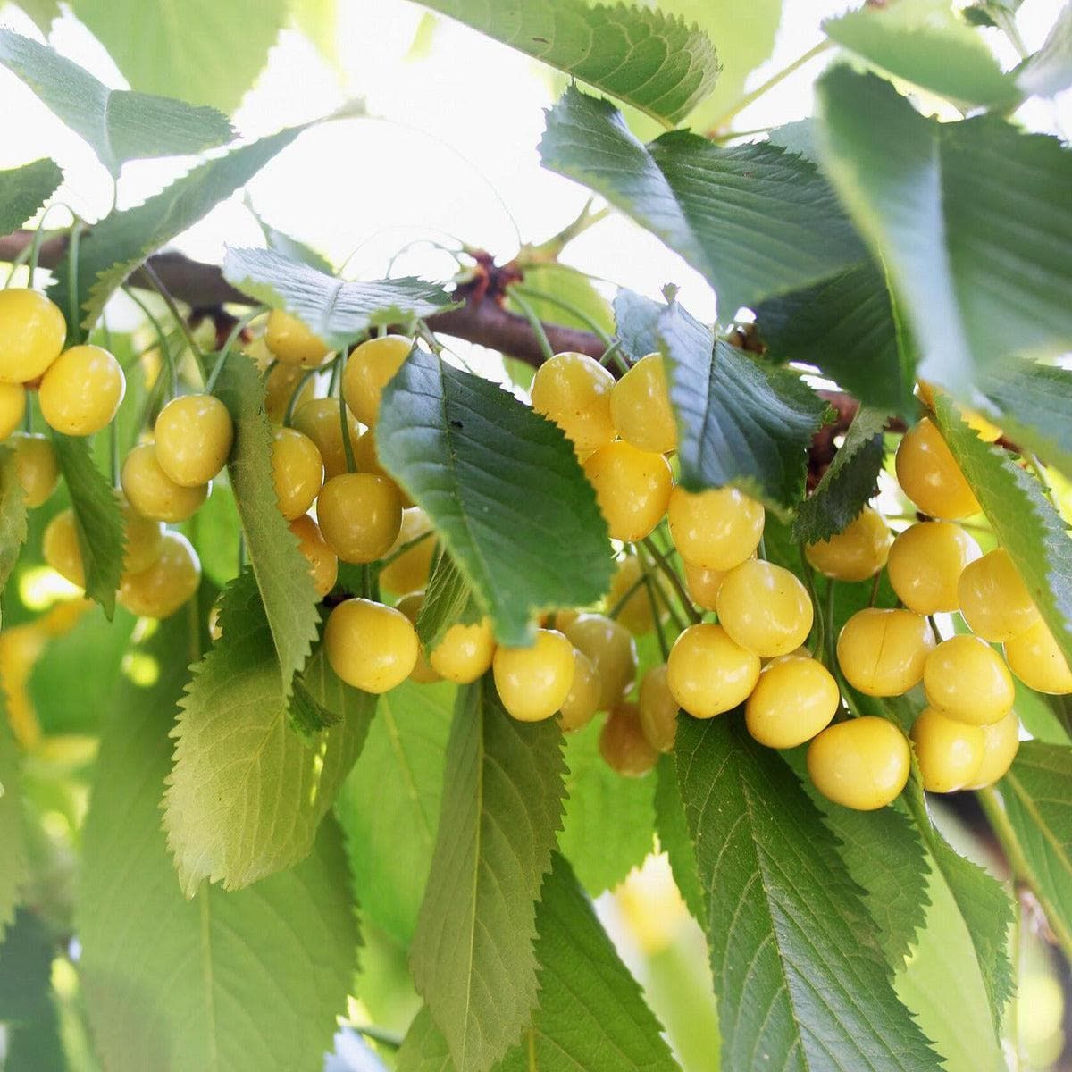 ackerbaum Süßkirschbaum - Dönnissens Gelbe Knorpelkirsche kaufen