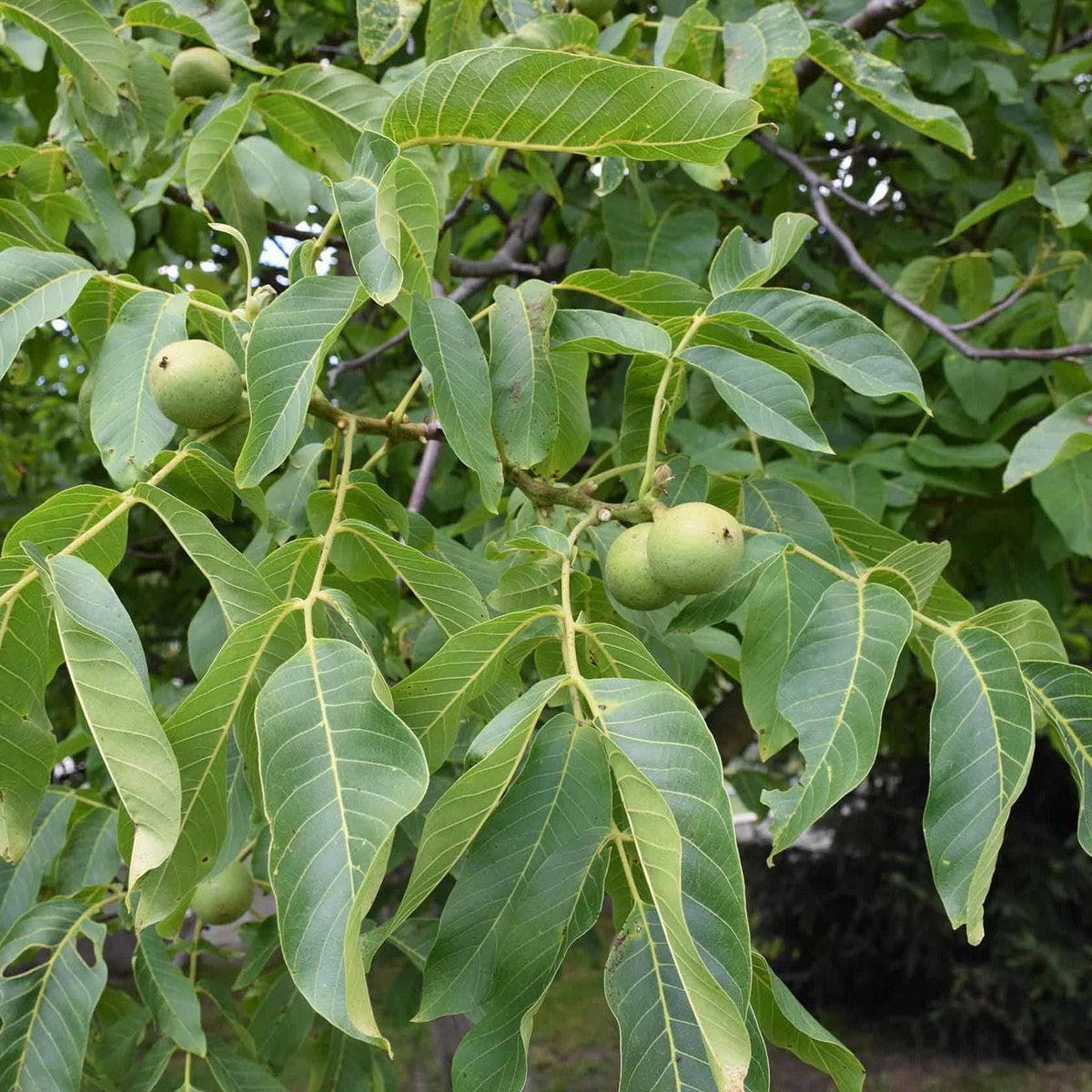 ackerbaum Walnussbaum - Franquette kaufen