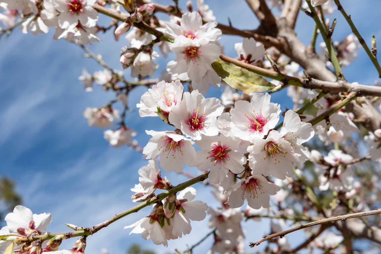 Frühlingserwachen im Garten: Top frühblühende Pflanzen, die Deinen Garten beleben