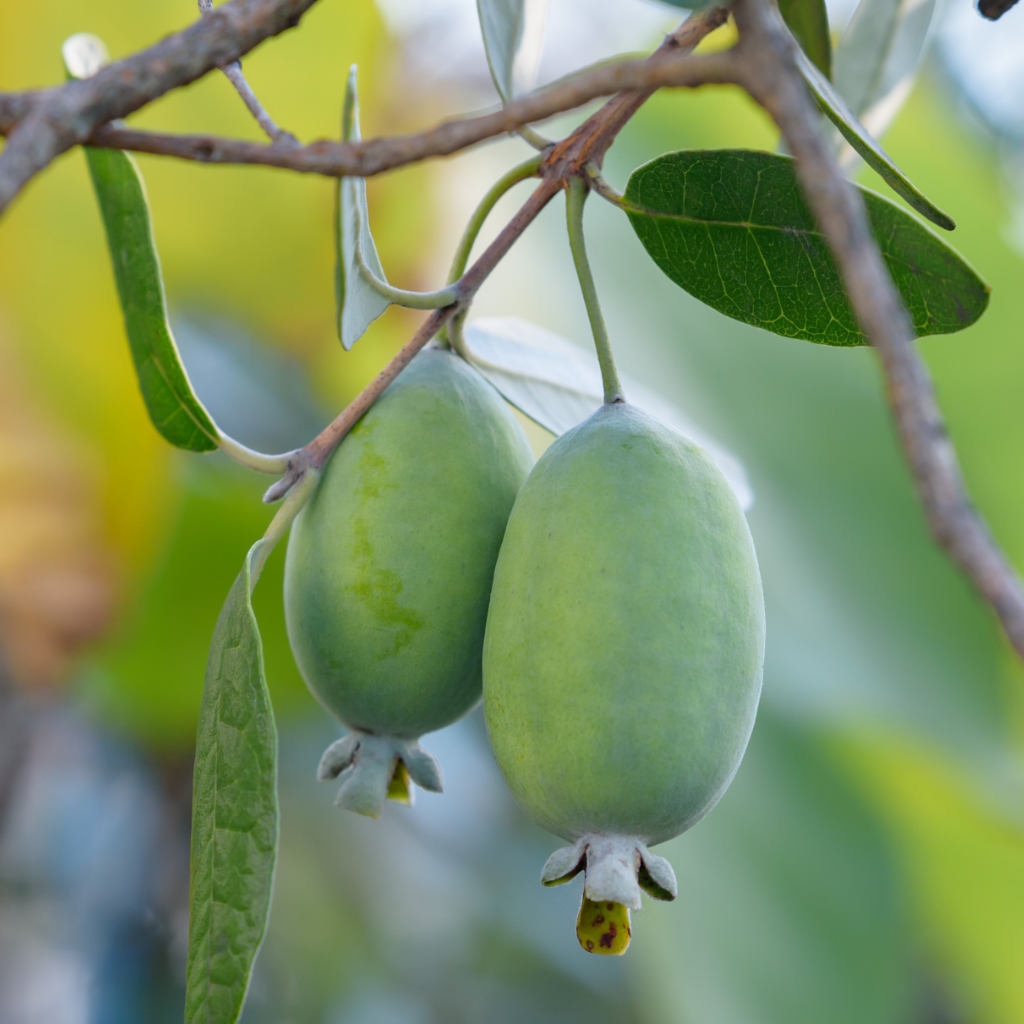 Ananas-Guave - Grossa Di Sicilia