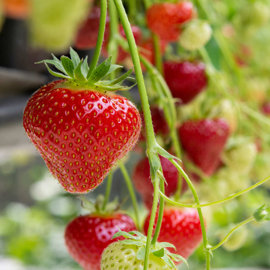 Erdbeere dauertragend - Favori