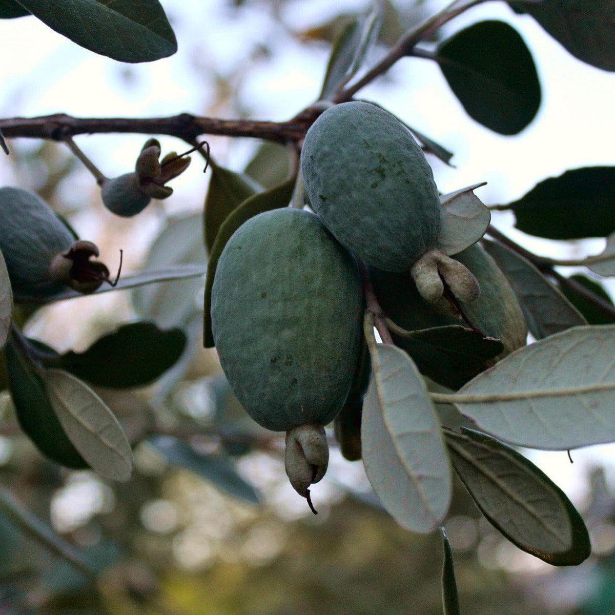 ackerbaum Ananas-Guave / Feijoa Strauch - Den''s Choice kaufen