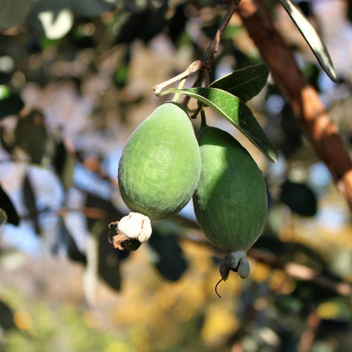 ackerbaum Ananas-Guave / Feijoa Strauch - Mammoth kaufen