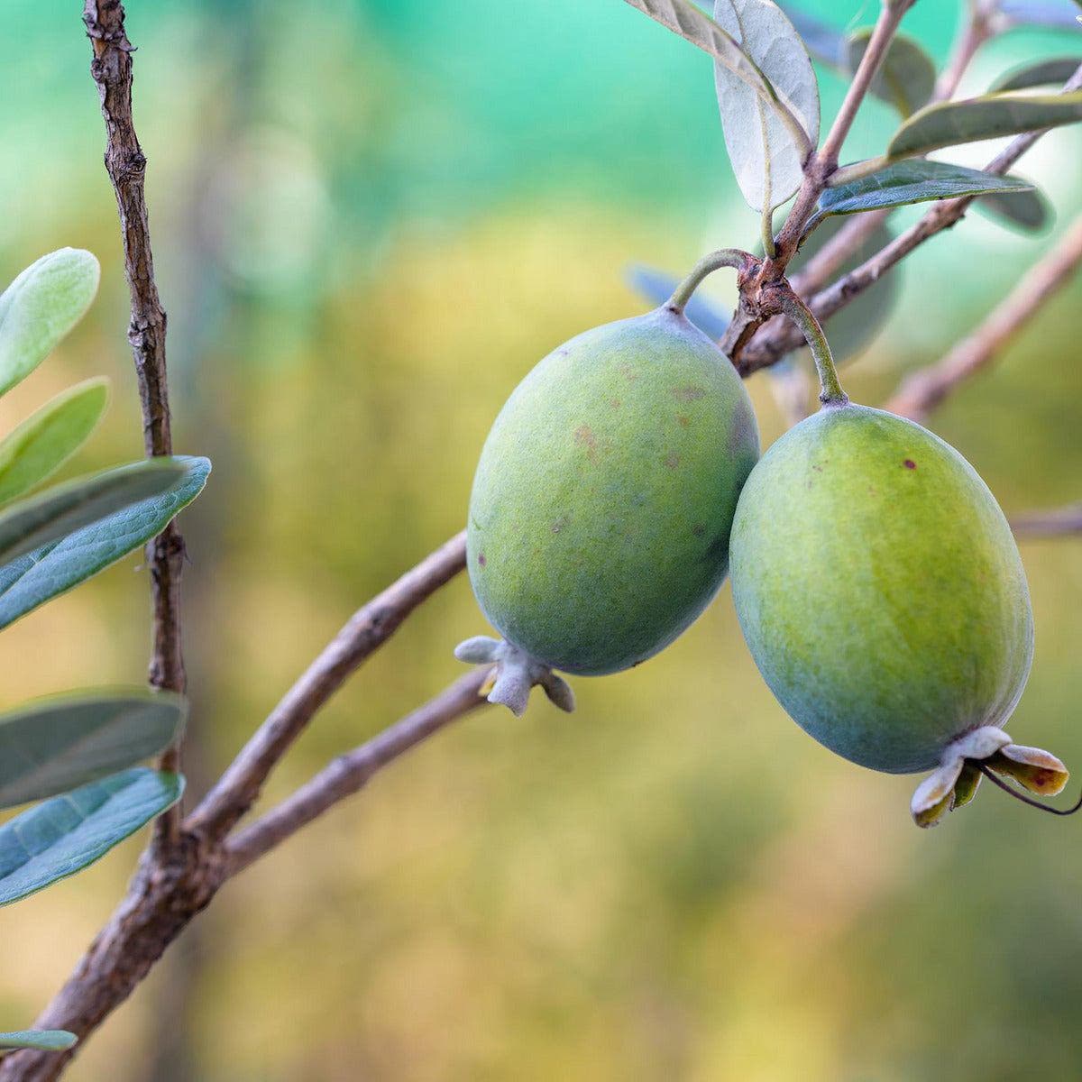 ackerbaum Ananas-Guave / Feijoa Strauch - Triumph kaufen