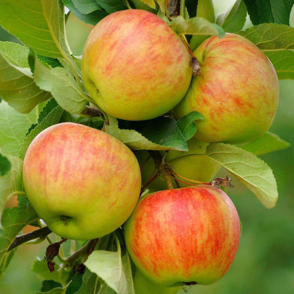 pflanzen kaufen Herbstrosenapfel und - Dülmener Apfelbaum