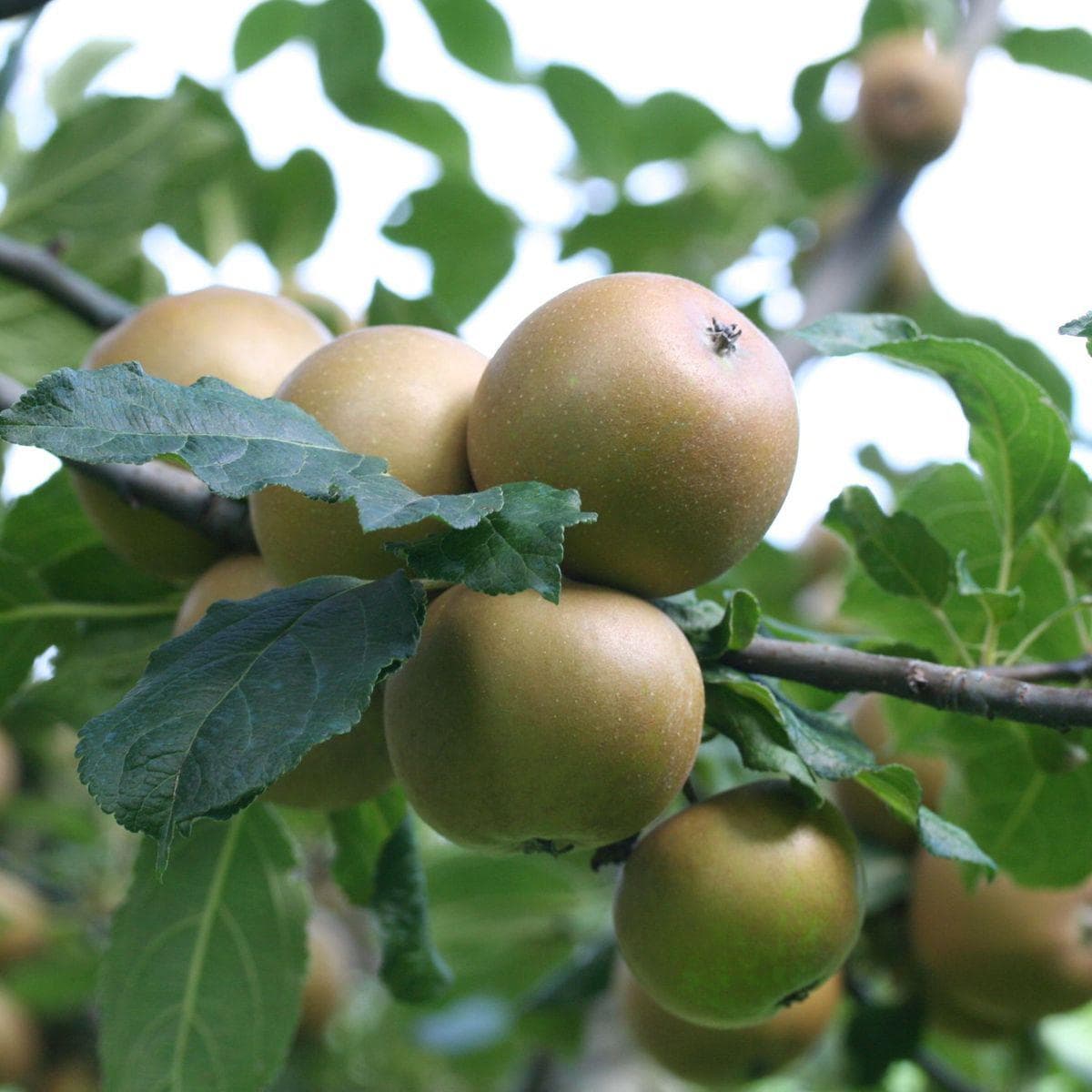 ackerbaum Apfelbaum - Kanada Renette kaufen