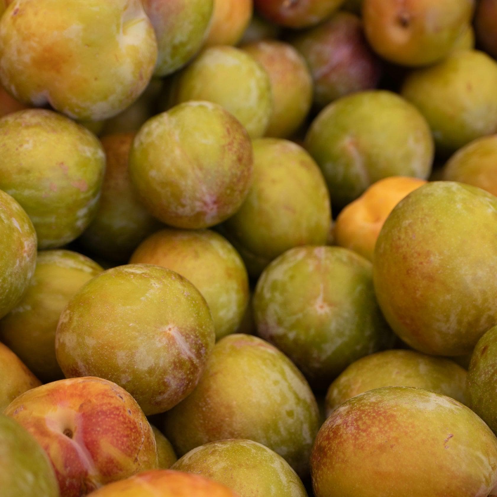 ackerbaum Aprikosen-Zwetschgenbaum - Flavour Queen kaufen
