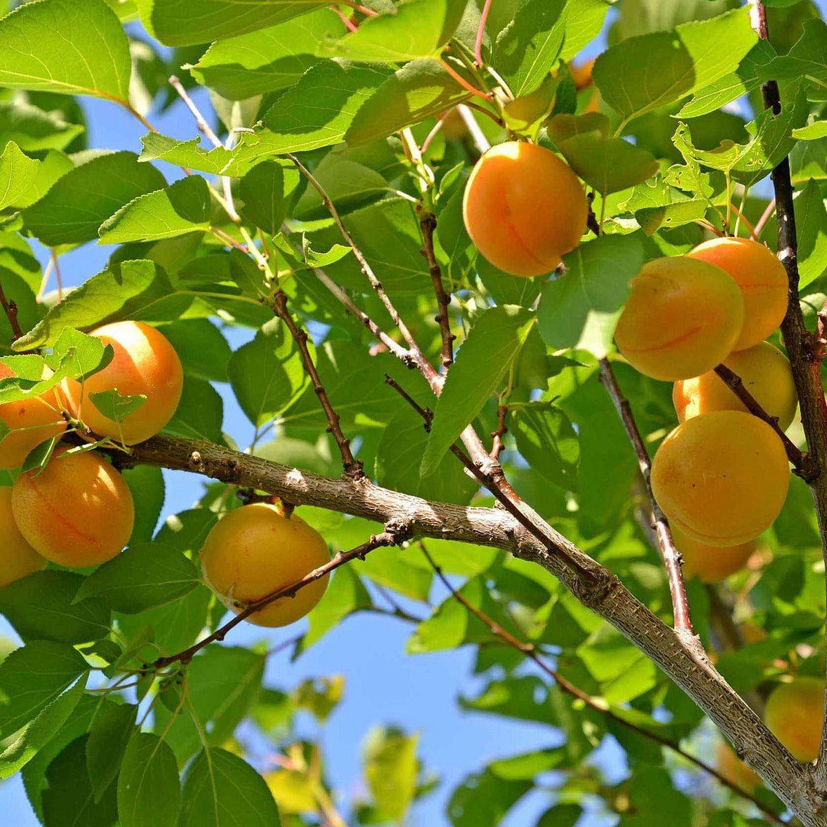 ackerbaum Aprikosenbaum - Goldrich kaufen