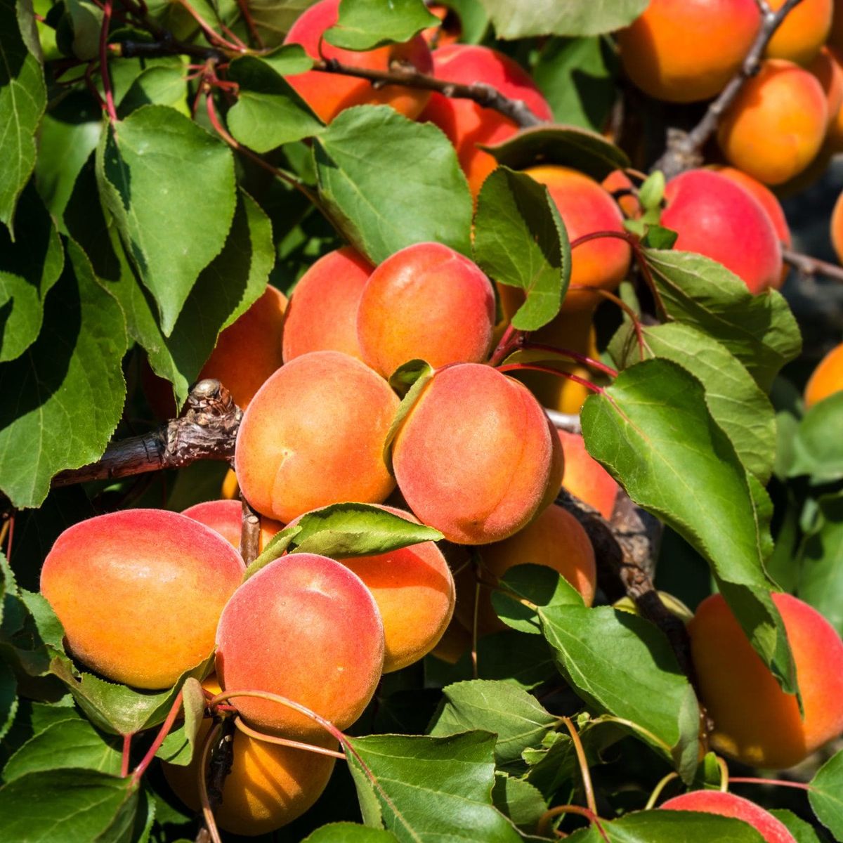 ackerbaum Aprikosenbaum - Nancy kaufen