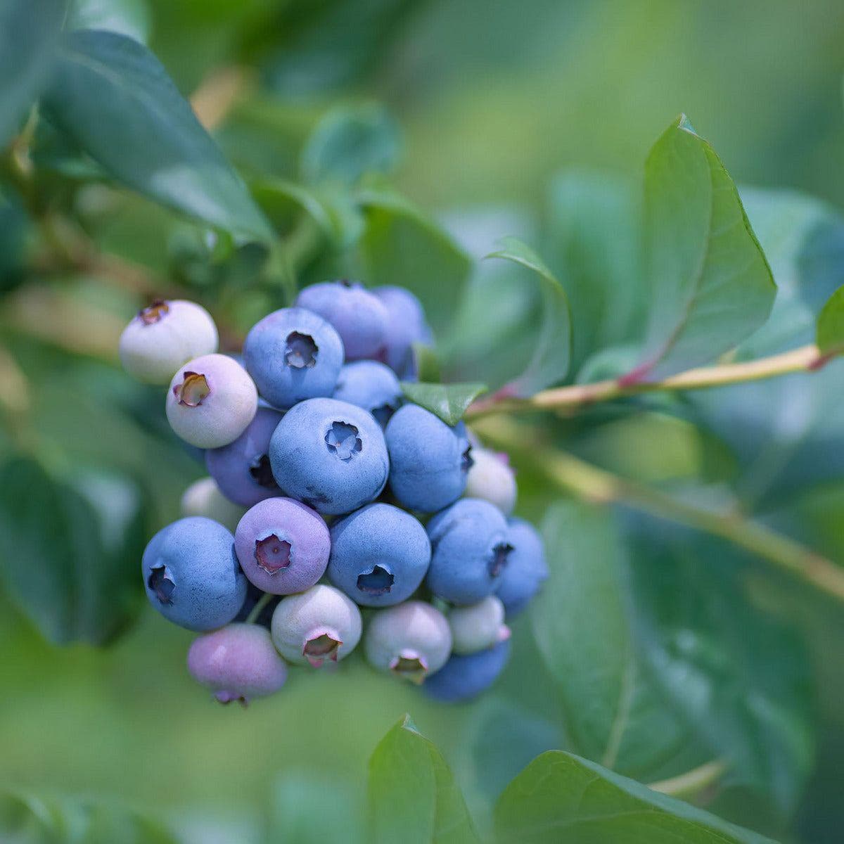 ackerbaum Blaubeerstrauch - Bluecrop kaufen