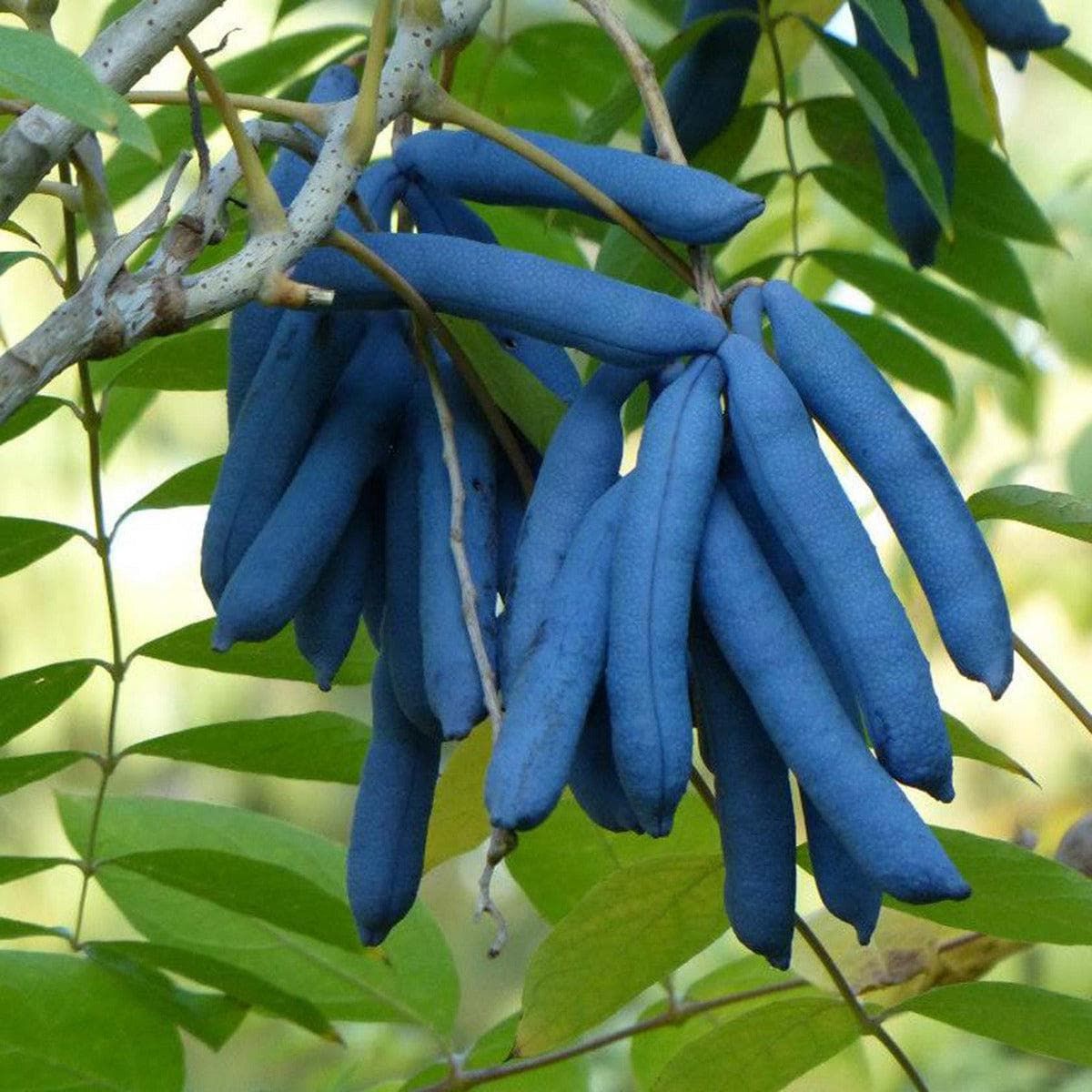 ackerbaum Blauschotenstrauch kaufen