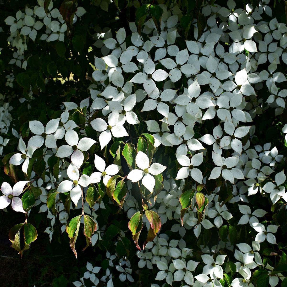 ackerbaum Blumenhartriegel - Weisse Fontaine kaufen