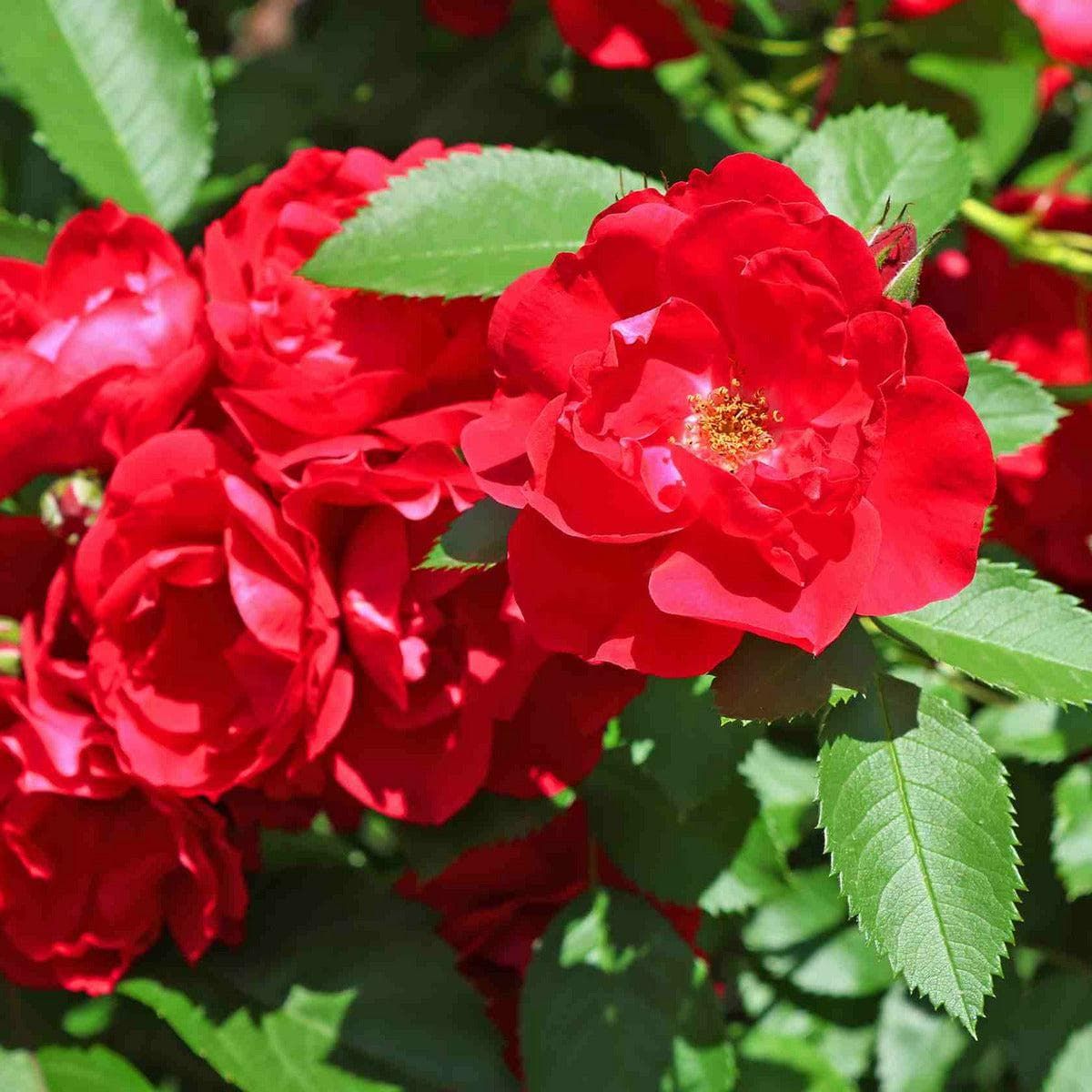 ackerbaum Bodendecker Rose - Elfrid kaufen