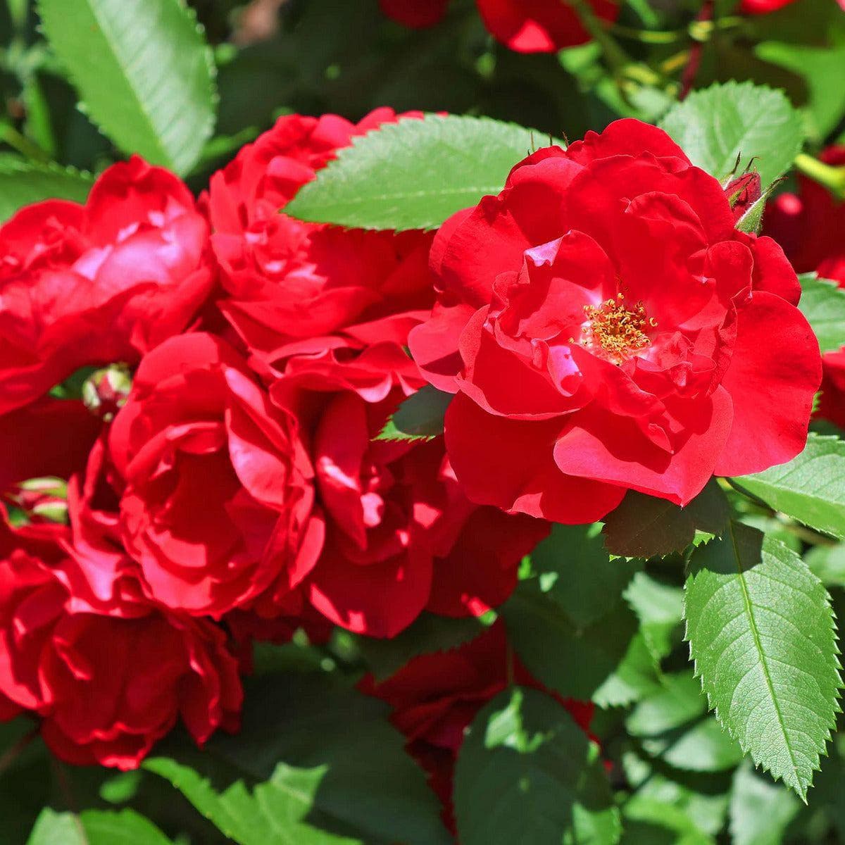 ackerbaum Bodendecker Rose - Fairy Dance Harward kaufen