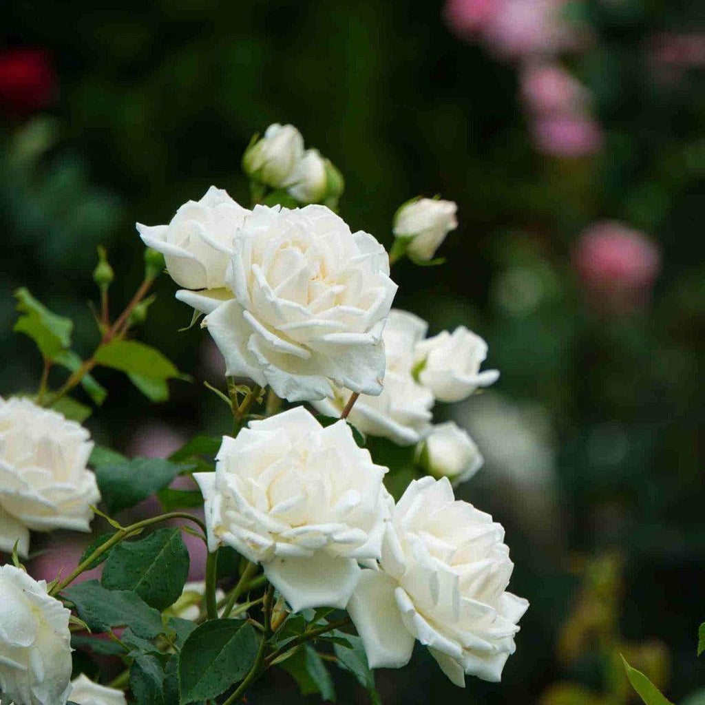 ackerbaum Bodendecker Rose - White Fairy kaufen