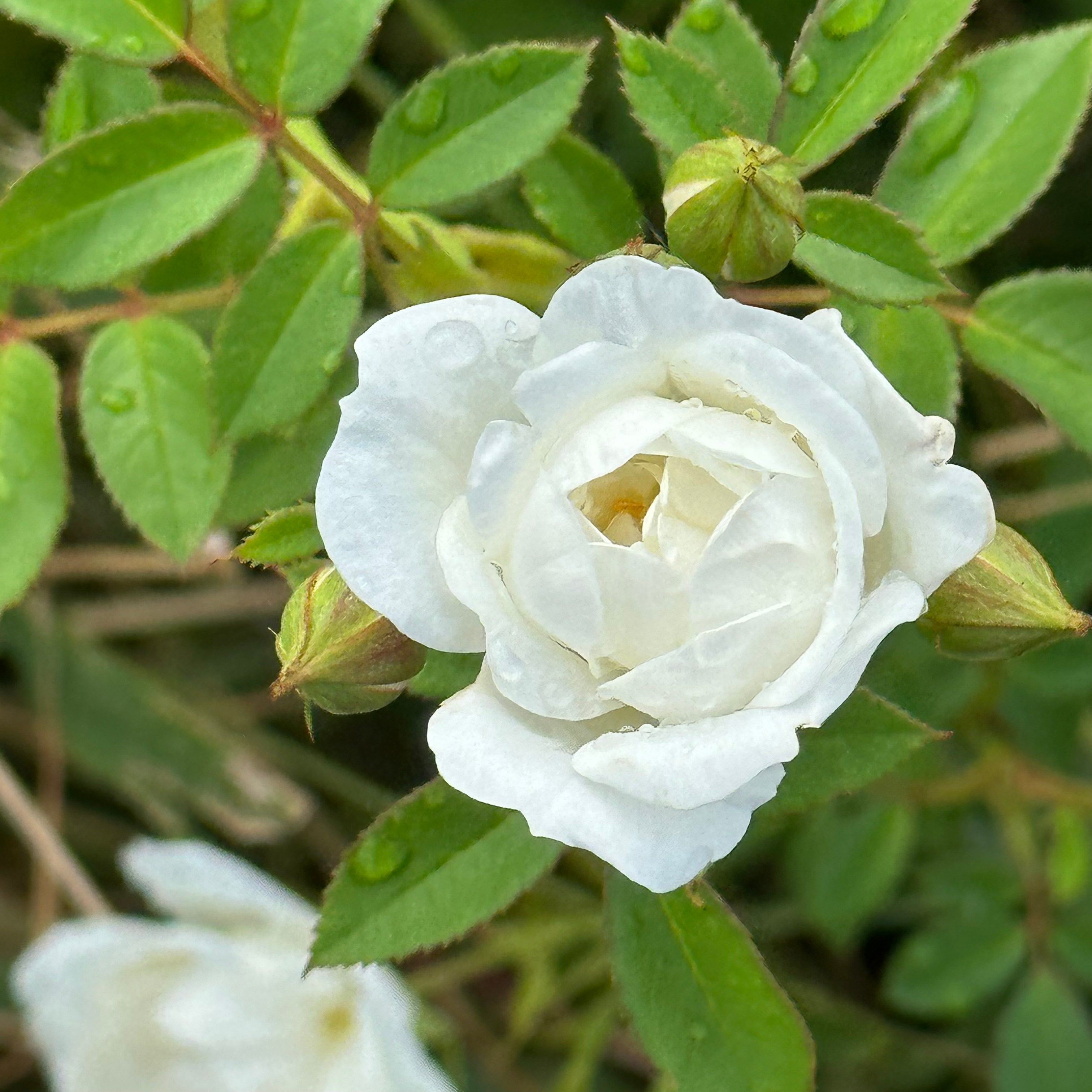 ackerbaum Bodendecker Rose - White Fairy kaufen