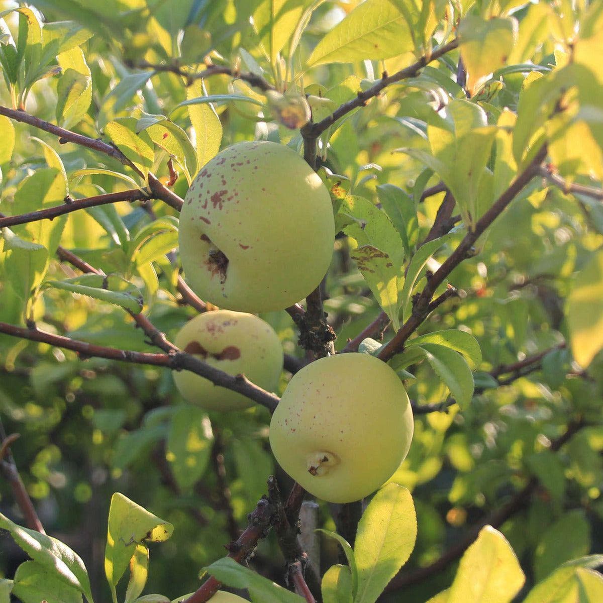 ackerbaum Chinesische Zierquitte / Nordische Zitrone - Nivalis kaufen