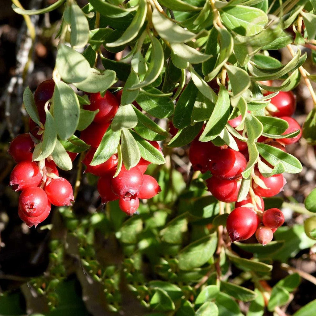 ackerbaum Cranberrystrauch - Pilgrim kaufen