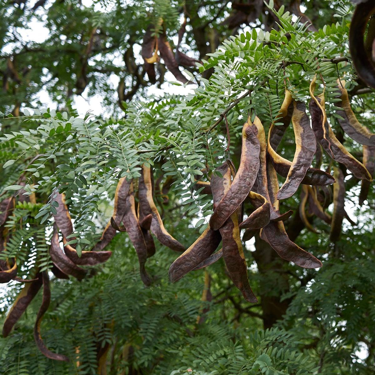 ackerbaum Dornenloser Lederhülsenbaum - Inermis kaufen