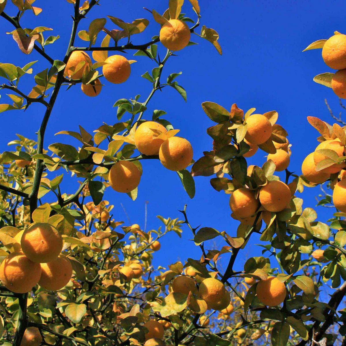 ackerbaum Dreiblättrige Orange kaufen