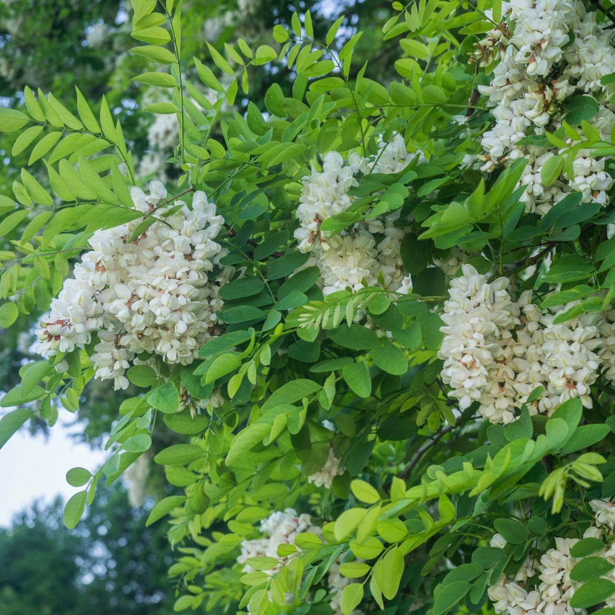 ackerbaum Einblättrige Robinie / Straßenakazie - Unifolia kaufen
