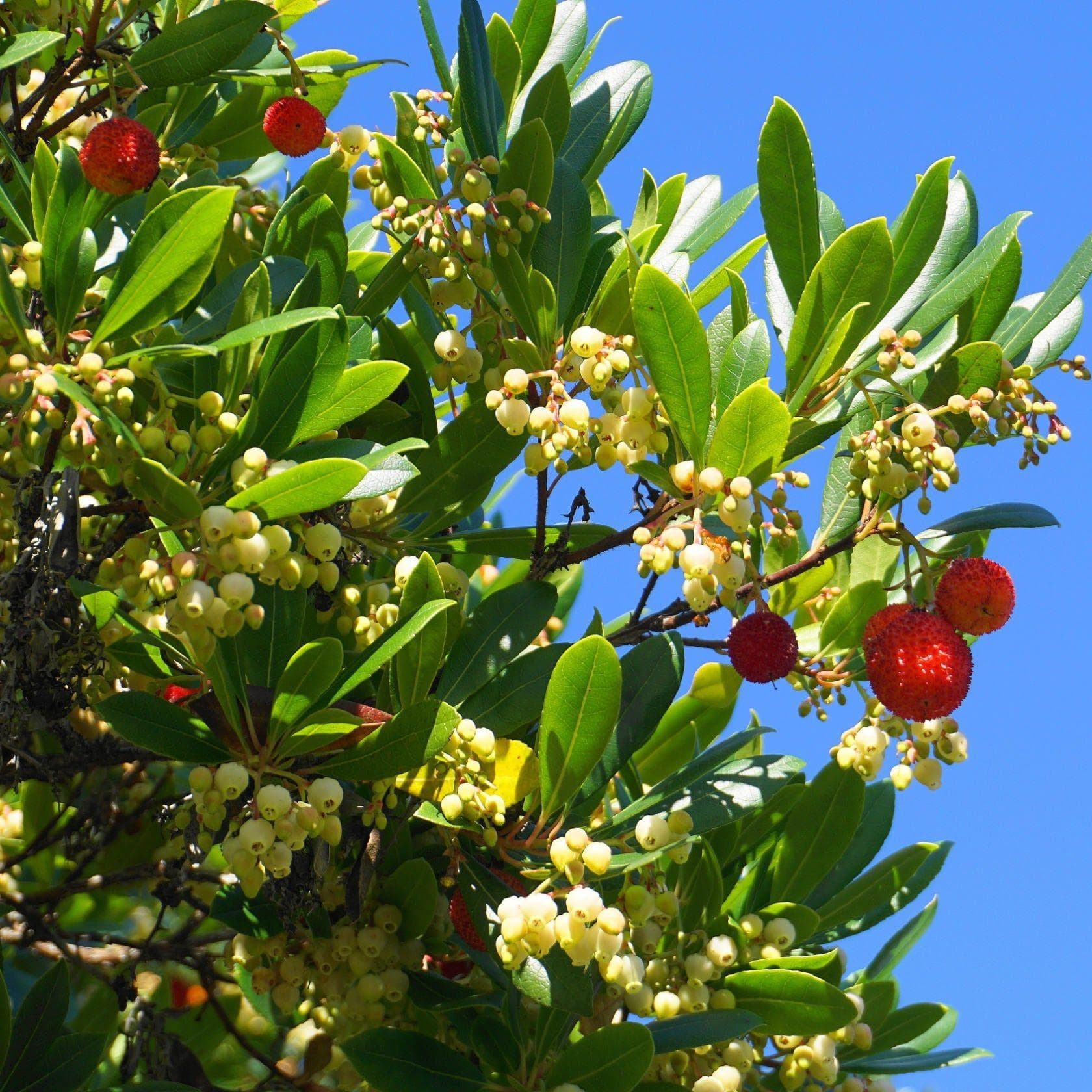 ackerbaum Erdbeerbaum - Atlantic kaufen