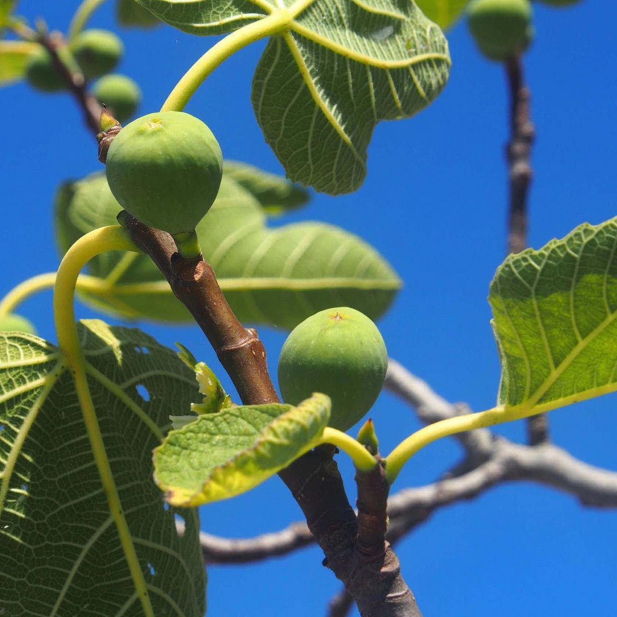 ackerbaum: Feigenbäume - Mediterraner Genuss im Garten