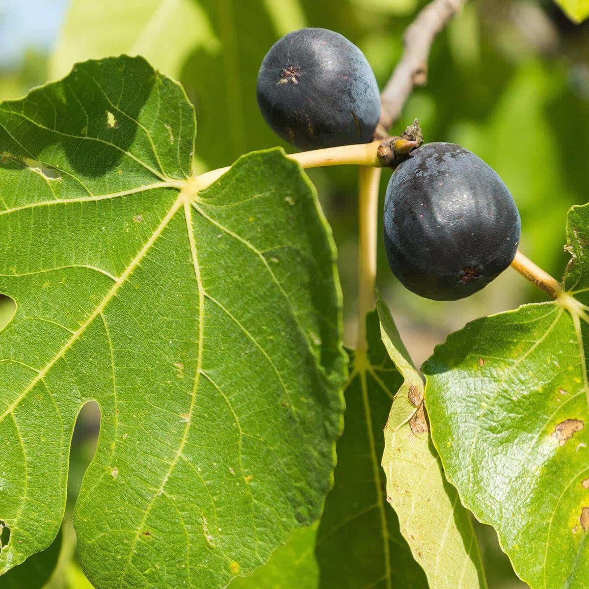 ackerbaum: Feigenbäume - Mediterraner Genuss im Garten | Obstbäume & Gemüsepflanzen