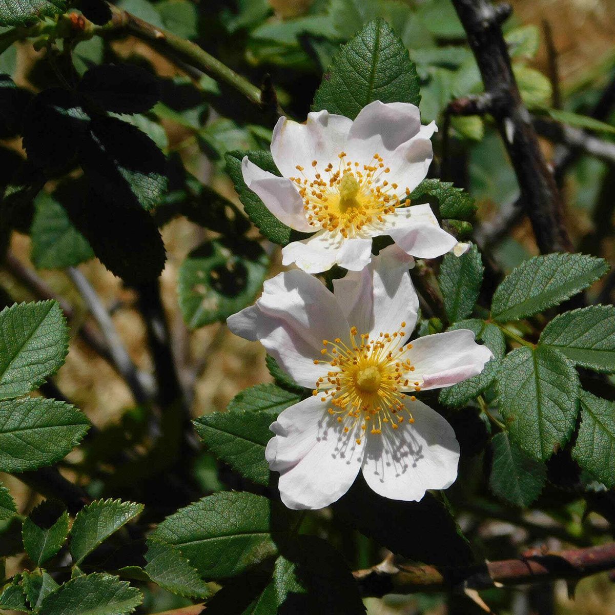 ackerbaum Feld-Rose kaufen