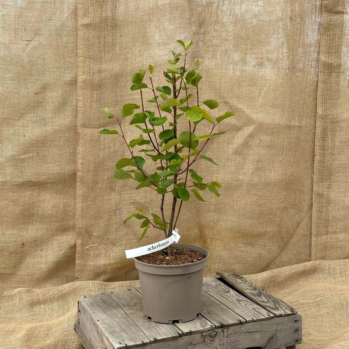 ackerbaum Felsenbirnenstrauch - Honeywood kaufen