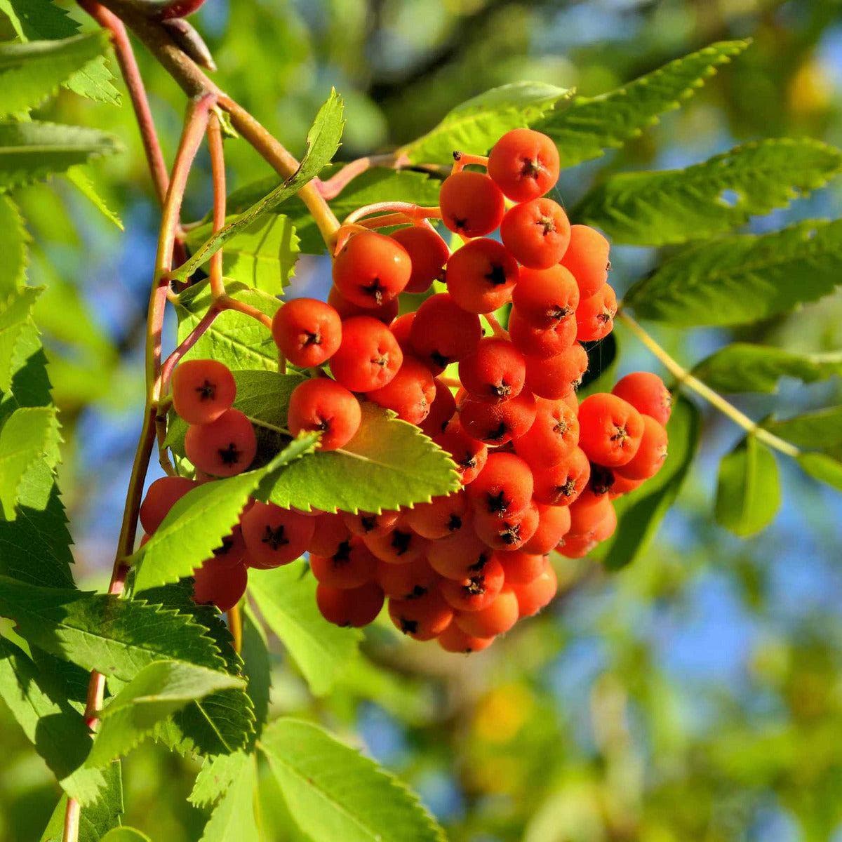 ackerbaum Fruchteberesche - Rosina kaufen