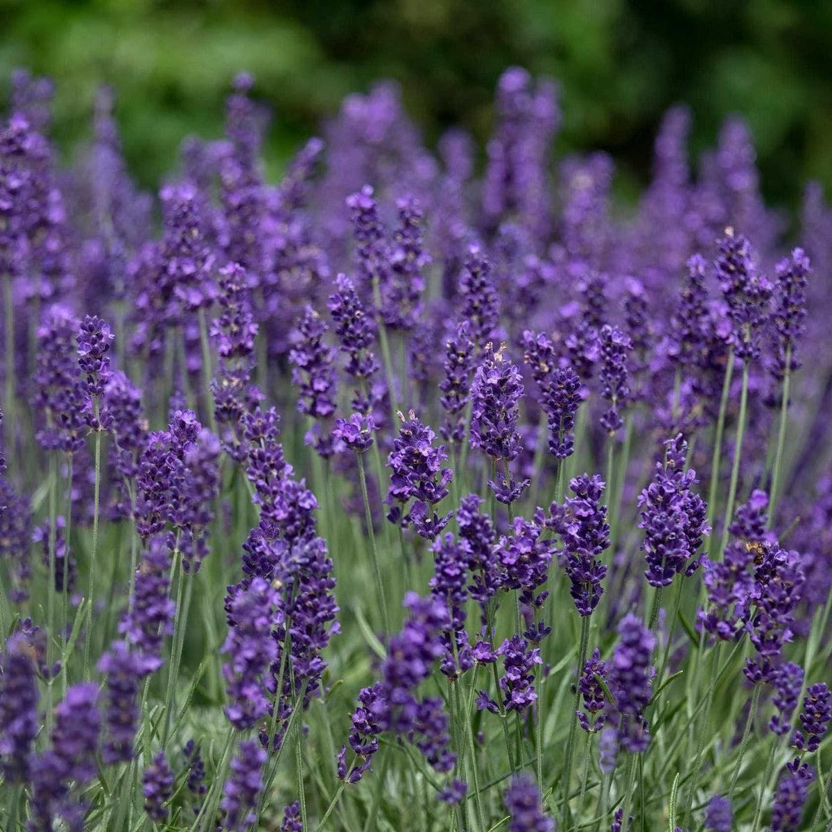 ackerbaum Garten-Lavendel - Hidcote kaufen