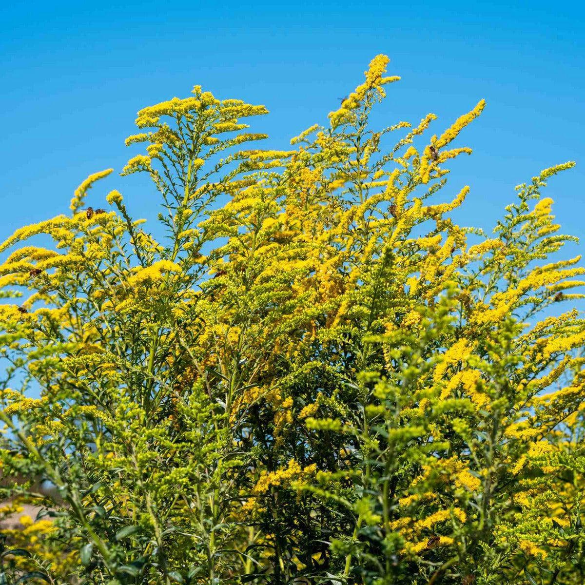 ackerbaum Goldrute - Citronella kaufen